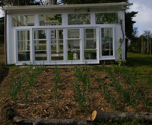 Garlic crop